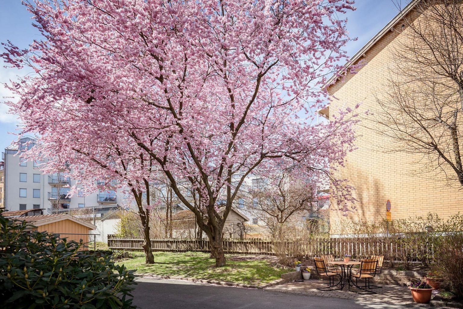jardin avec prunus serrulata en fleur