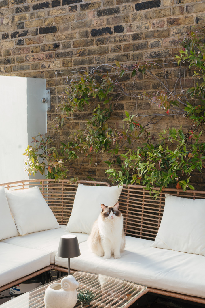 terrace with grumpy cat on the sofa