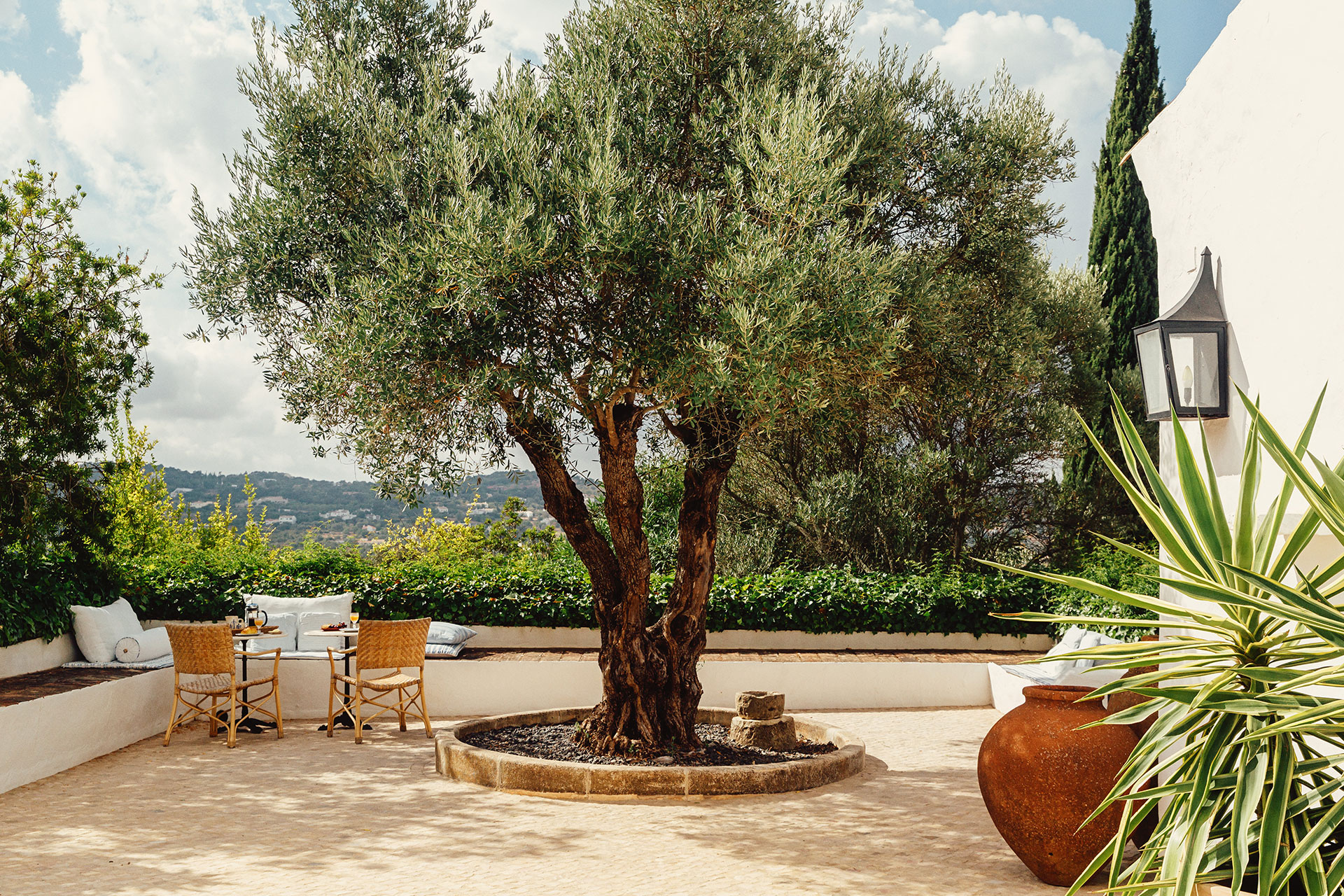 old olive tree on terrace Portuguese country house Monte da Palmeira