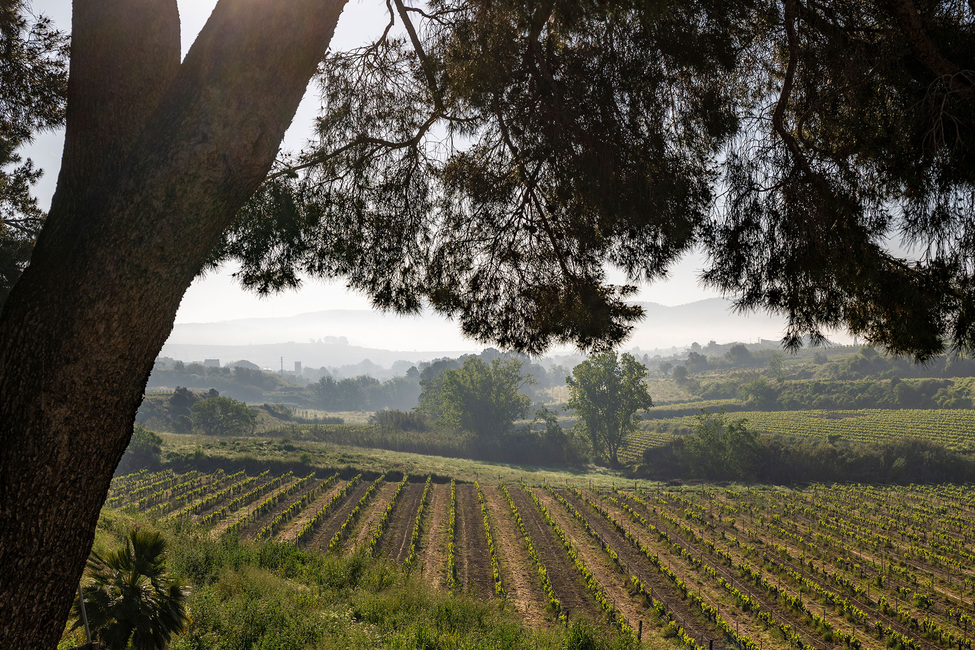 paysage vignes Catalogne Espagne