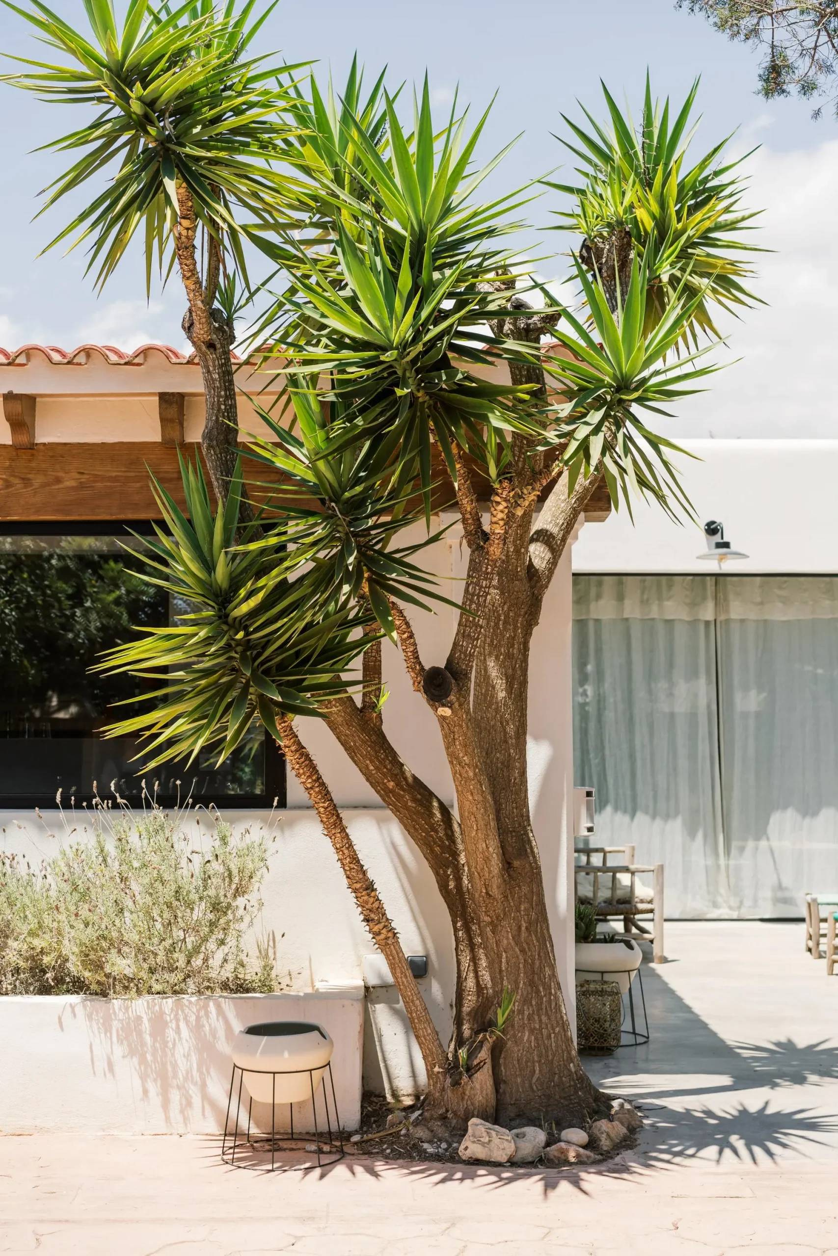 jardin maison à Ibiza