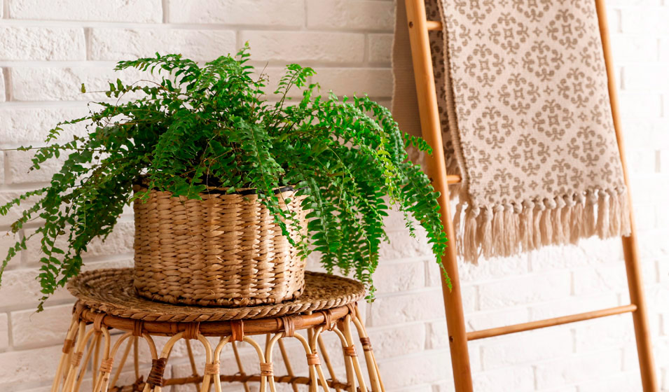 plante verte sur tabouret rotin plante verte sur tabouret rotin