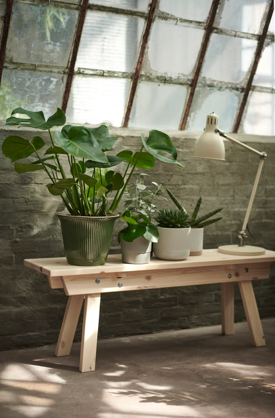 plante verte sous verrière plante verte sous verrière